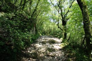 path through broad-leaved woodland