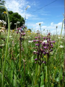 meadow with orchids