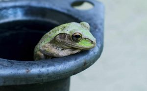 Frog n a bucket