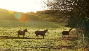 Horses standing in field at Highmoor Farm