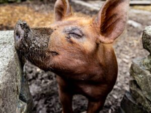 Pig with muddy snout